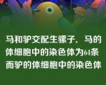 马和驴交配生骡子．马的体细胞中的染色体为64条 而驴的体细胞中的染色体