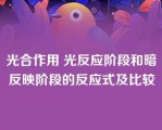 光合作用 光反应阶段和暗反映阶段的反应式及比较