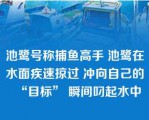 池鹭号称捕鱼高手 池鹭在水面疾速掠过 冲向自己的“目标” 瞬间叼起水中