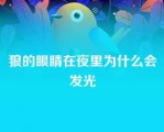 狼的眼睛在夜里为什么会发光