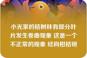 小光家的桔树林有部分叶片发生卷曲现象 这是一个不正常的现象 经向柑桔研