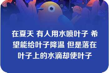 在夏天 有人用水喷叶子 希望能给叶子降温 但是落在叶子上的水滴却使叶子