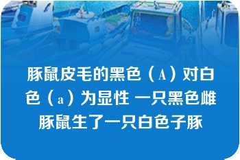 豚鼠皮毛的黑色（A）对白色（a）为显性 一只黑色雌豚鼠生了一只白色子豚